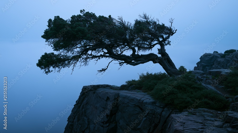 Fototapeta premium Wind-Bent Juniper Tree on Cliff Edge at Blue Hour with Fog
