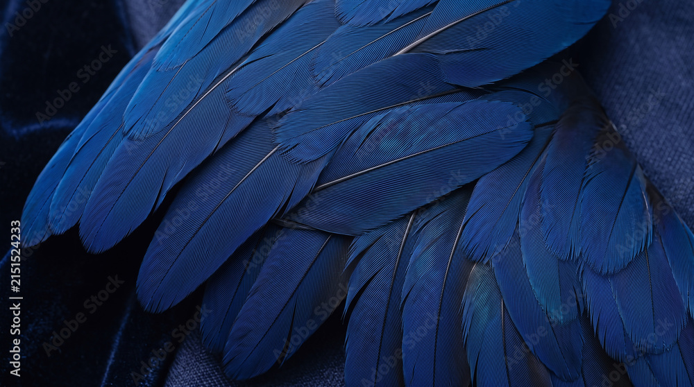 Obraz premium Macro close up of blue bird feathers with intricate wavy patterns and organic textures.