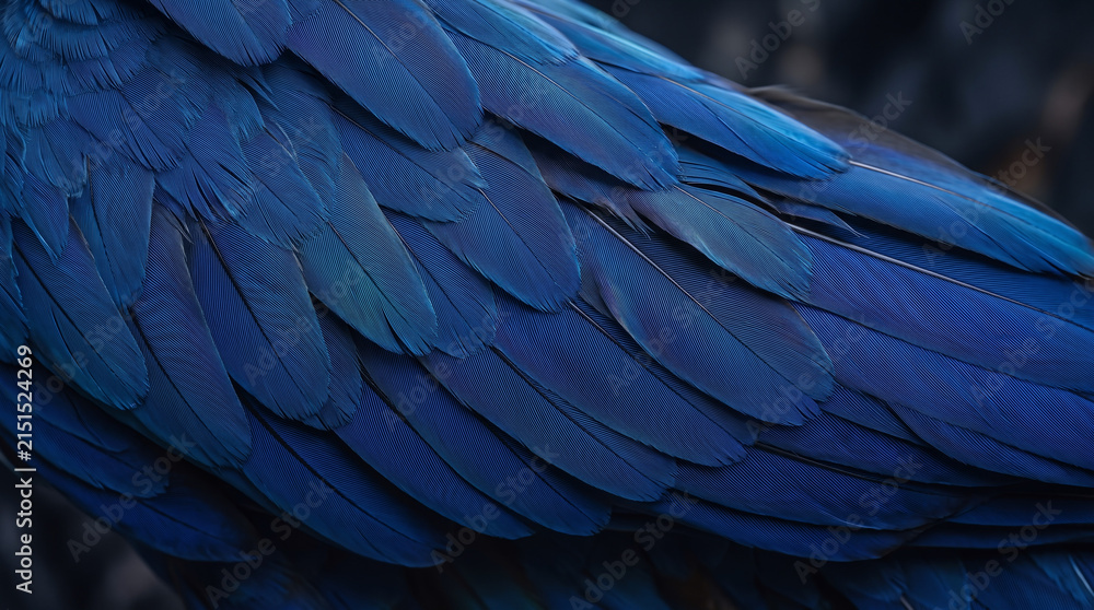 Obraz premium Macro close up of vibrant blue bird feathers with intricate natural wavy pattern texture.