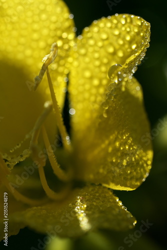 月見草の花と朝露