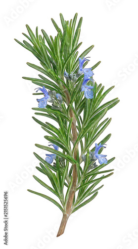 Fresh rosemary sprig with vibrant blue flowers isolated on bright white background for culinary and design use