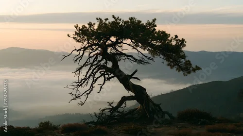 Fototapeta samoprzylepna Isolated weathered pine tree on a high ridge at dawn
