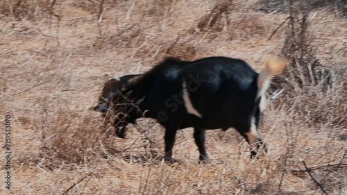 Black goat grazing and walking through dry grass in a field