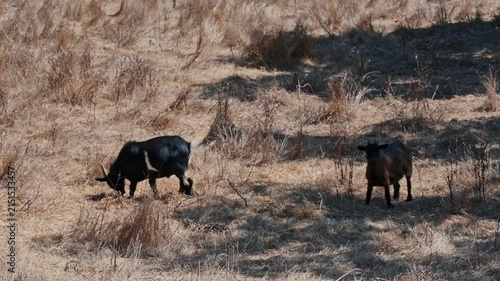 Two goats grazing on a dry hillside among scrub and dry grass