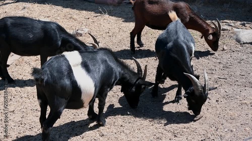 Two goats headbutting and locking horns in a rural farmyard