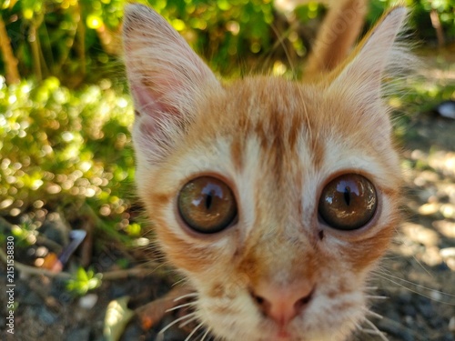 Orange Kitten Looking at Camera