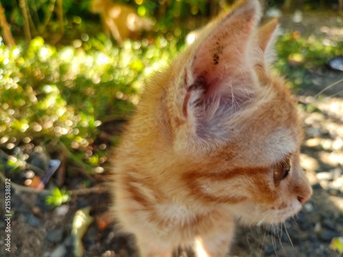 Orange Kitten Side Profile Outdoors