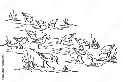 A flock of sandpipers foraging in a shallow wetland environment.