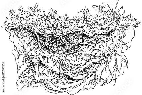 Detailed black and white line art illustration of plants with intricate root systems.