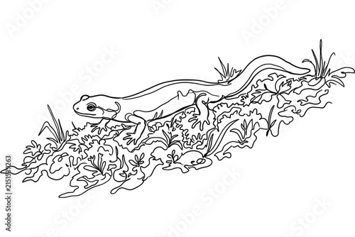 A continuous line drawing of a small lizard crawling over mossy ground.