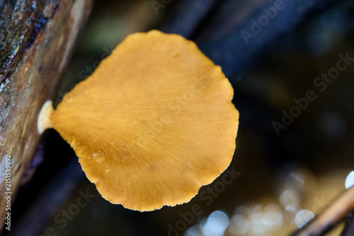 Fotografía Bracket Fungus Growing on a Wooden Log