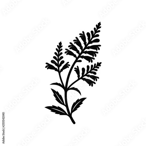 Black silhouette of a fern frond, isolated on a white background.