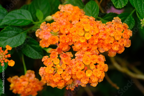 Saliara is a type of flowering plant in the Verbenaceae family that originates from the tropical regions of Central and South America. Lantana camara.