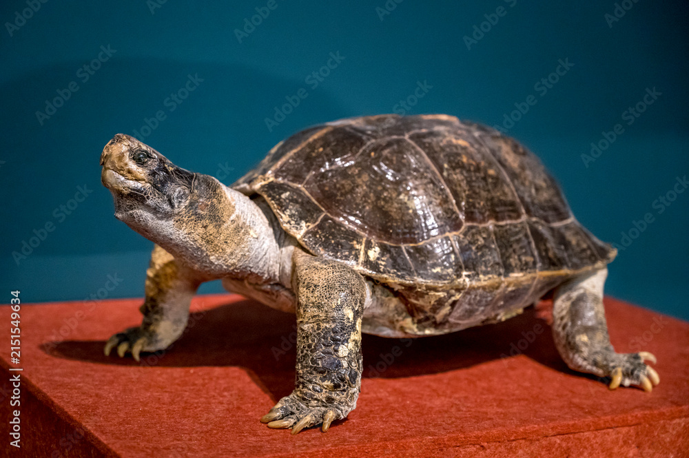 Obraz premium Temple turtle specimen on display in the museum