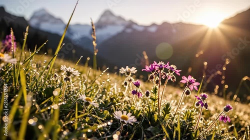 Spring wildflowers in alpine meadow with morning mountain sun.