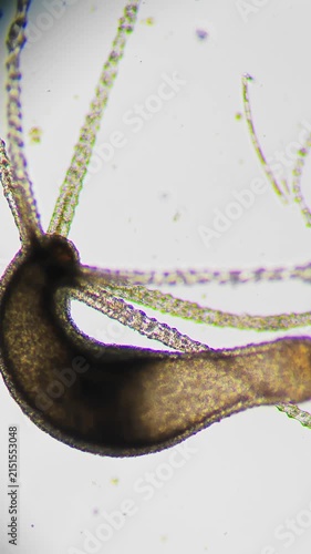 Live macro footage of a freshwater hydra polyp under the microscope. Closeup view shows the body of the organism and moving tentacles in detail. Look at the polyp transparent body and movements