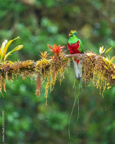 Photography Resplendent quetzal
A vibrant quetzal bird perches on a mossy tree branch