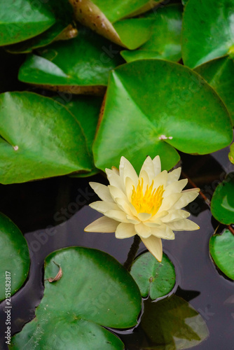 Canvas Print Pale yellow water lily blooming among glossy green lily pads on a calm dark pond