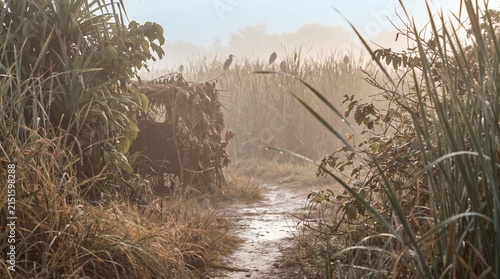 Tropical birdwatching habitat at pre-dawn with misty light and foliage