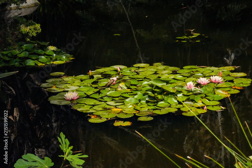 Foto Water lily pond with pink blossoms and rafts of round green lily pads floating o