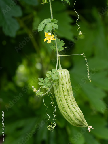 ゴーヤの花と実と葉と巻きひげ