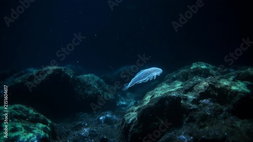 Underwater coral reef ecosystem timelapse in turquoise waters