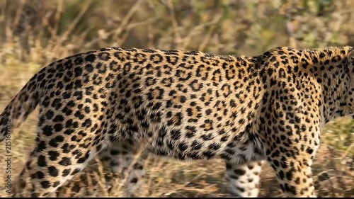 Wild leopard walking through African savanna grass, majestic big cat in natural habitat.