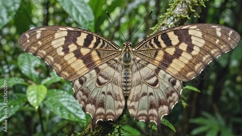 Brown and yellow butterfly with patterned wings resting on a green rainforest plant