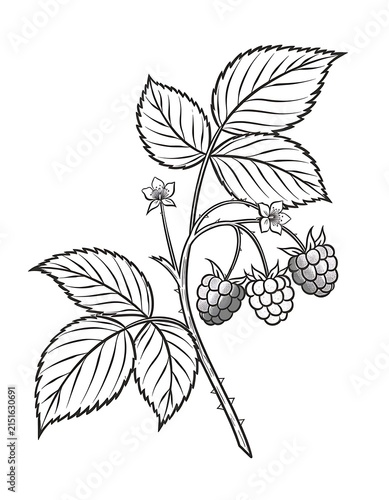 Botanical illustration of a flowering plant with seeds.