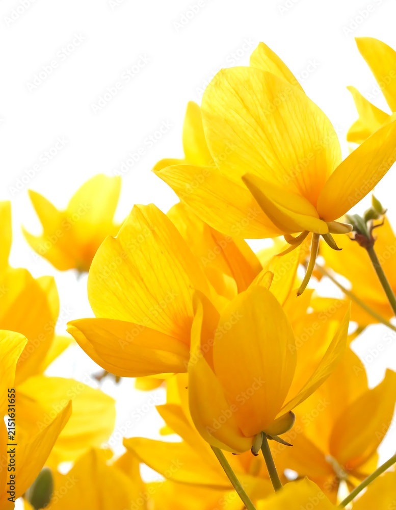 Obraz premium Bright yellow sunflowers blooming in natural sunlight outdoors.