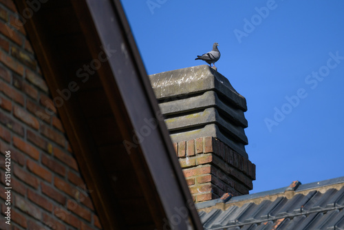 Pigeon perches calmly on stone chimney stack