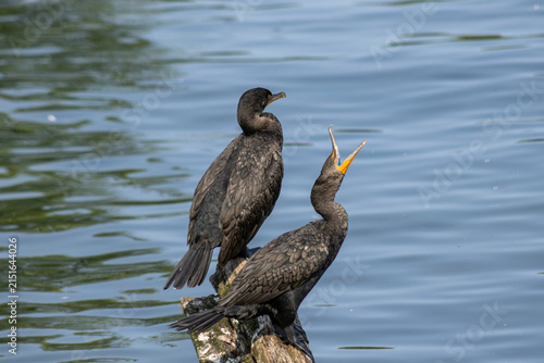 Double-crested Cormorant