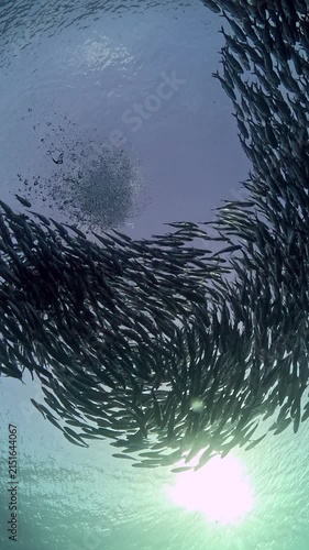 Bigeye trevally (Caranx sexfasciatus) forming a dramatic schooling tornado in open water near Tulamben, Bali. 4K UHD slow-motion underwater footage