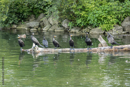 Double-crested Cormorant