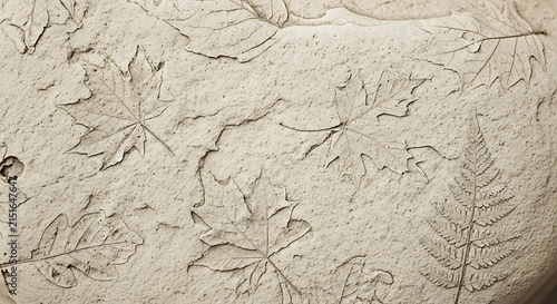 Natural Fossil Leaf Imprint on Sandy Stone Texture with Maple and Fern Botanical Patterns
