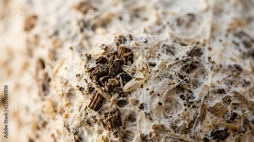 Mycelium material with hemp oat isolated on clean surface for modern commercial business asset