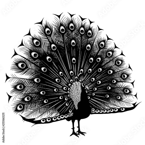 Ornate Peacock Displaying Tail Feathers - Black and White Illustration