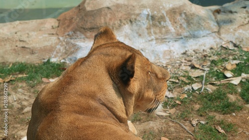 portrait of lioness sitting on the ground over its shoulder, female lion enjoying the afternoon in the zoo during spring season