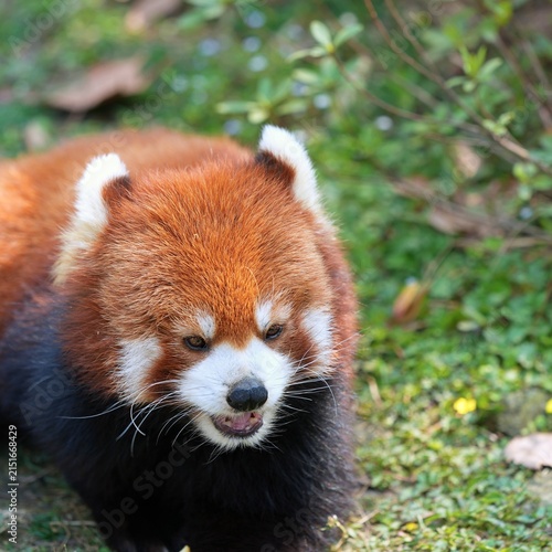 happy red panda walking in the nature in the zoo