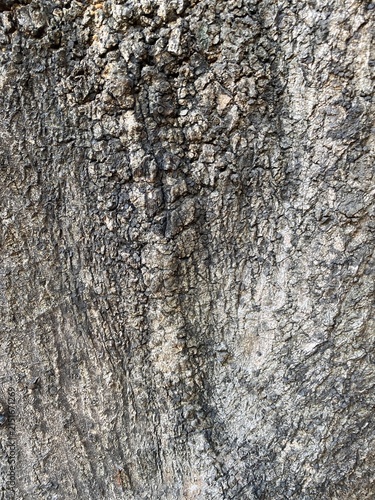 Fotografía A close-up shot of rough tree bark featuring natural weathering textures and organic surface details