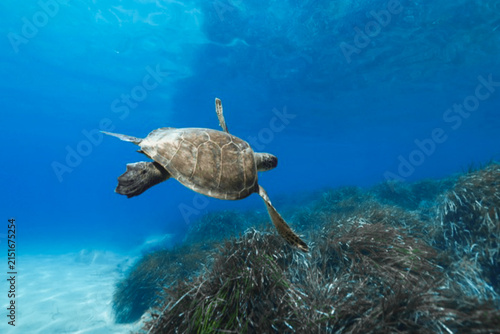 A green sea turtle cruising above Posidonia seagrass meadows