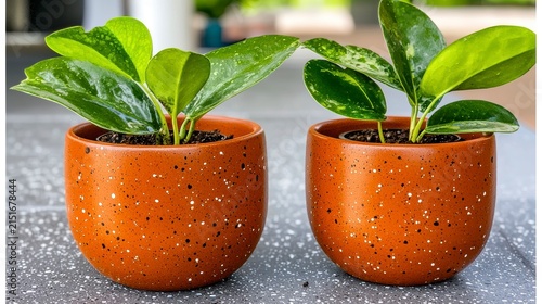 Lush Green Potted Houseplants in Modern Terracotta Pots on Speckled Table