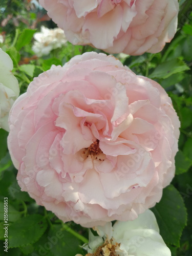 Beautiful Rose Flower Blooming in Sunny Garden Close Up