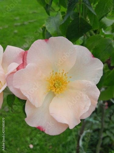Beautiful Rose Flower Blooming in Sunny Garden Close Up