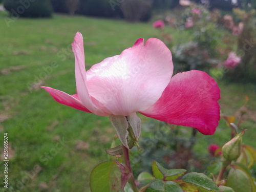 Beautiful Rose Flower Blooming in Sunny Garden Close Up