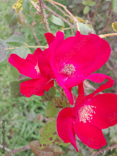 Beautiful Rose Flower Blooming in Sunny Garden Close Up