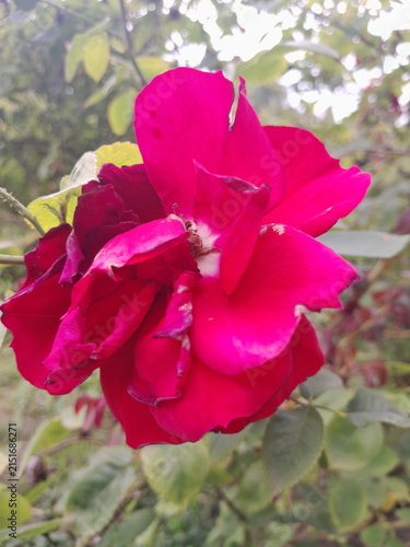 Beautiful Rose Flower Blooming in Sunny Garden Close Up