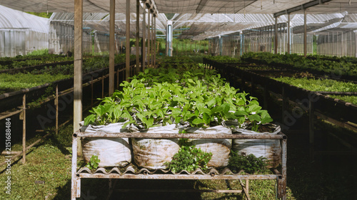Cuadro en lienzo Organic leafy vegetables growing in fabric grow bags inside a greenhouse nursery