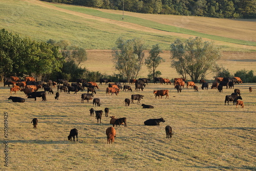 Принти на полотні Mothers and calves settling into the evening