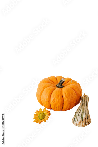 Obraz na plátne pumpkin on white background